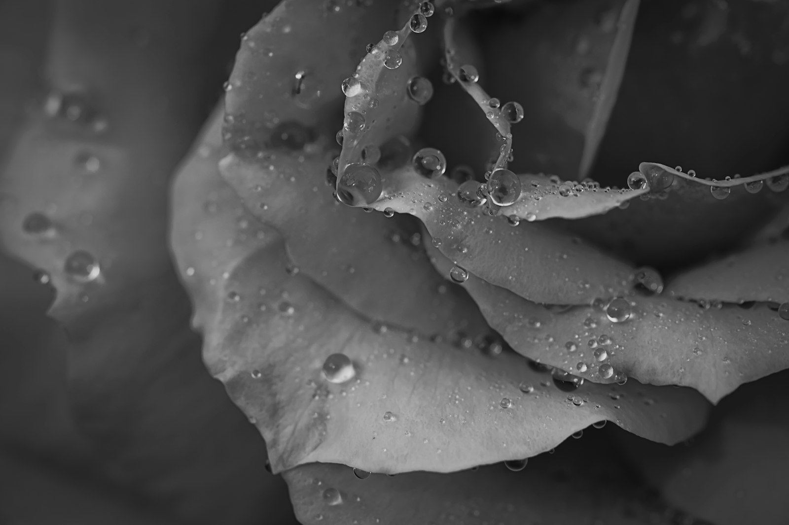 Black and white close-up of rose petals with water droplets