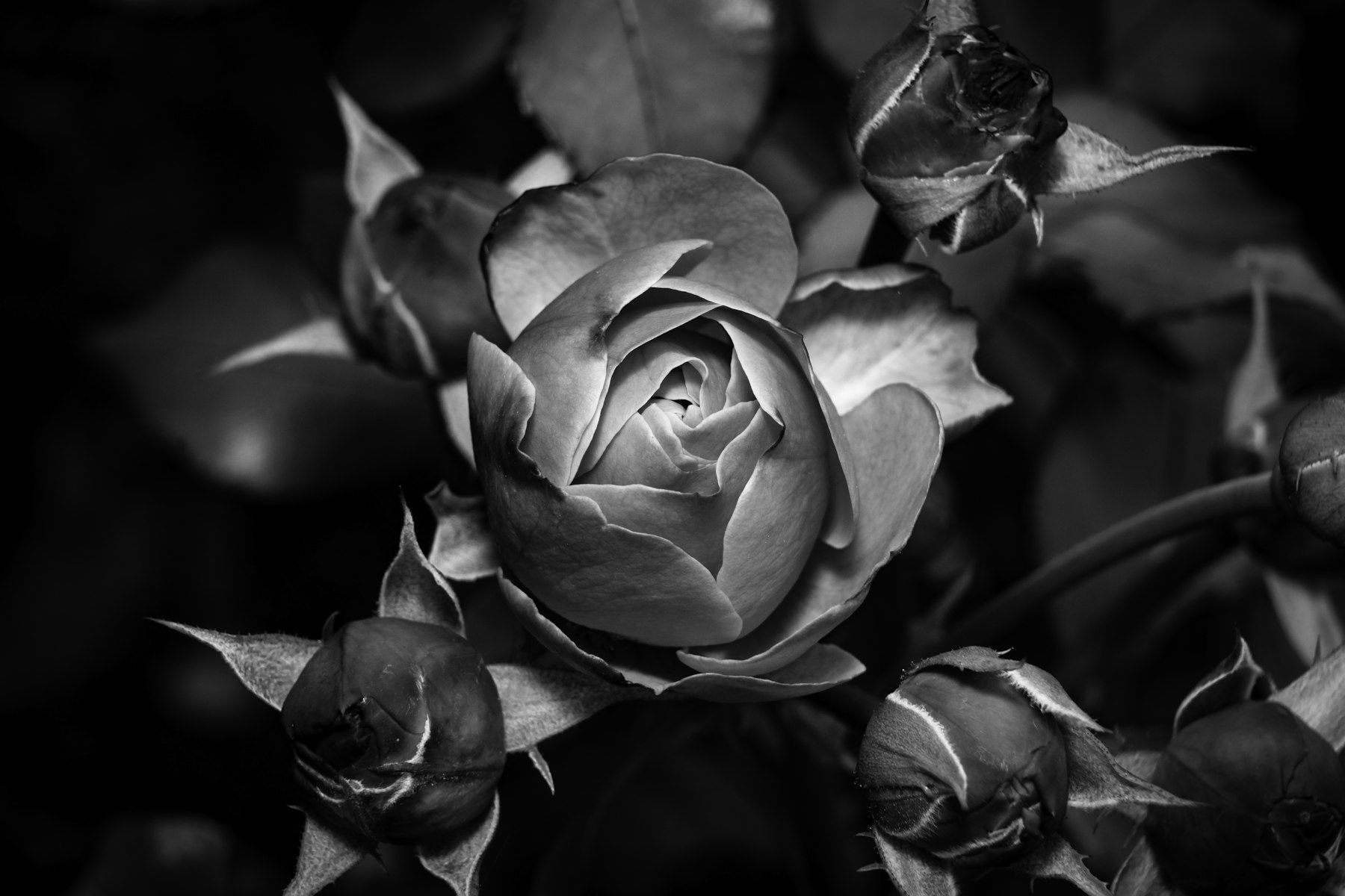 Black and white close-up of garden roses and buds